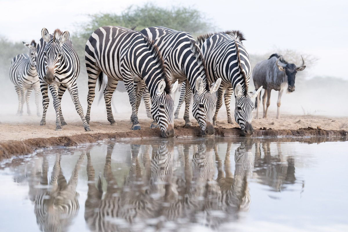 Fotgrafo ajuda a construir poo para capturar fotos incrveis da vida selvagem africana