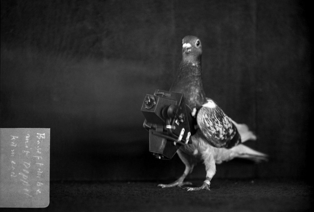 Os primeiros-drones: os pombos que tiravam fotos na virada do sculo passado