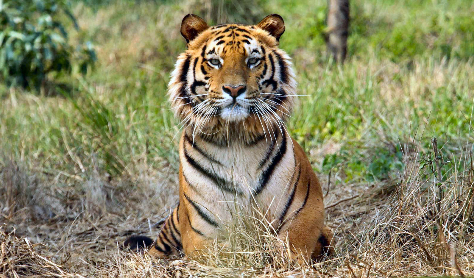 Casal indiano compra terras ao lado de reserva de tigres e deixa a natureza assumir o controle