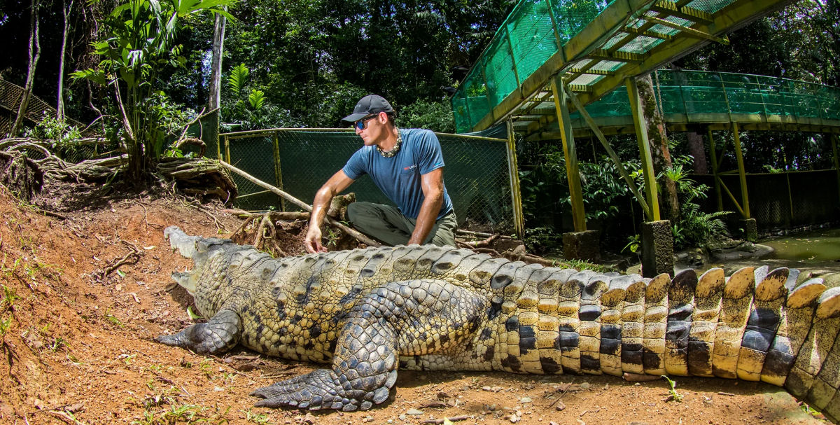 Homem calmamente alimenta crocodilos resgatados