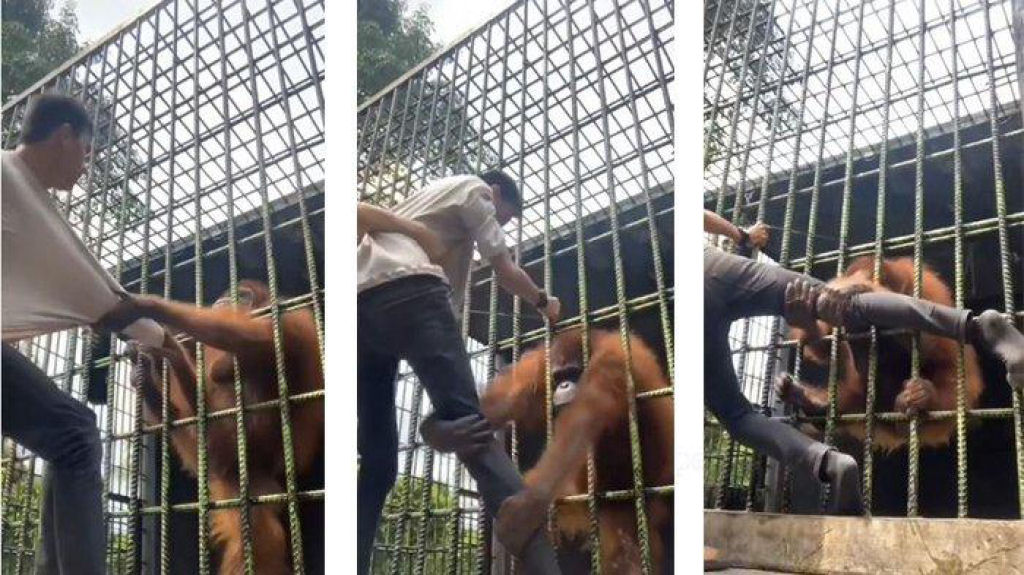 Jovem passa por sufoco ao invadir barreira do recinto de orangotango na Indonésia