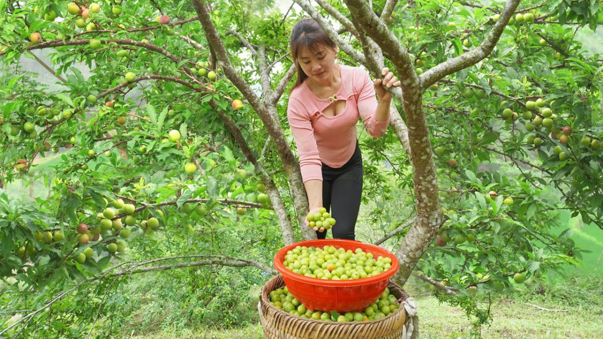 Garota vietnamita faz sucesso na rede com suas apuradas tcnicas agrcolas