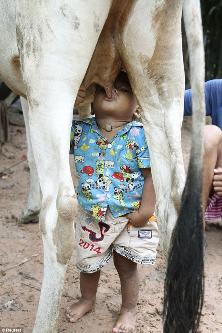 Menino aprendeu a mamar diretamente no ubre da vaca