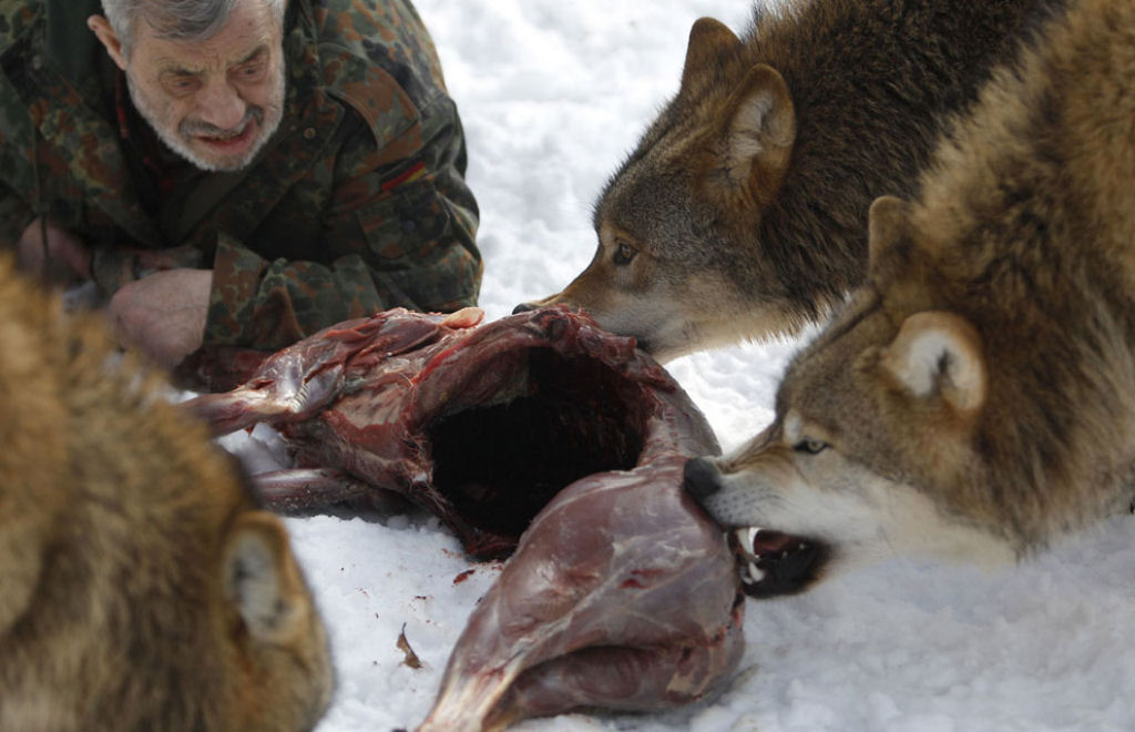 Vivendo com lobos - A incrível história de Werner Freund 15