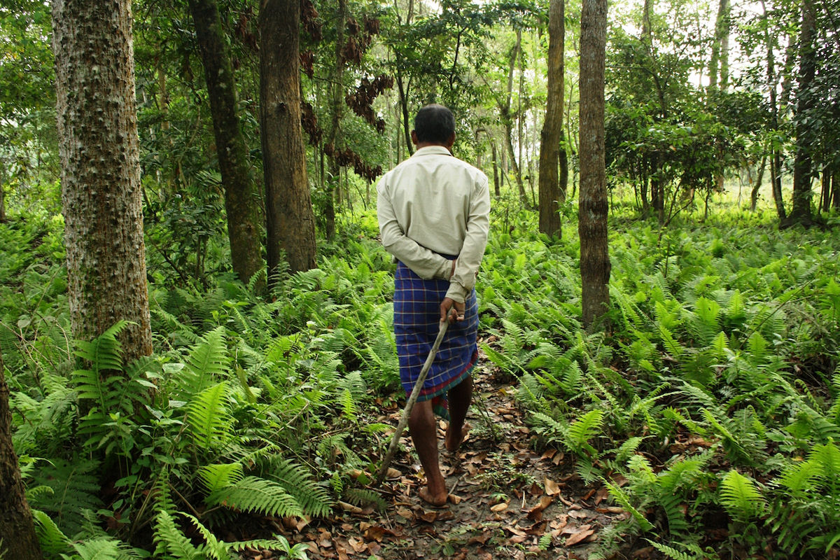 Indiano cultivou uma reserva florestal plantando árvores desde 1979