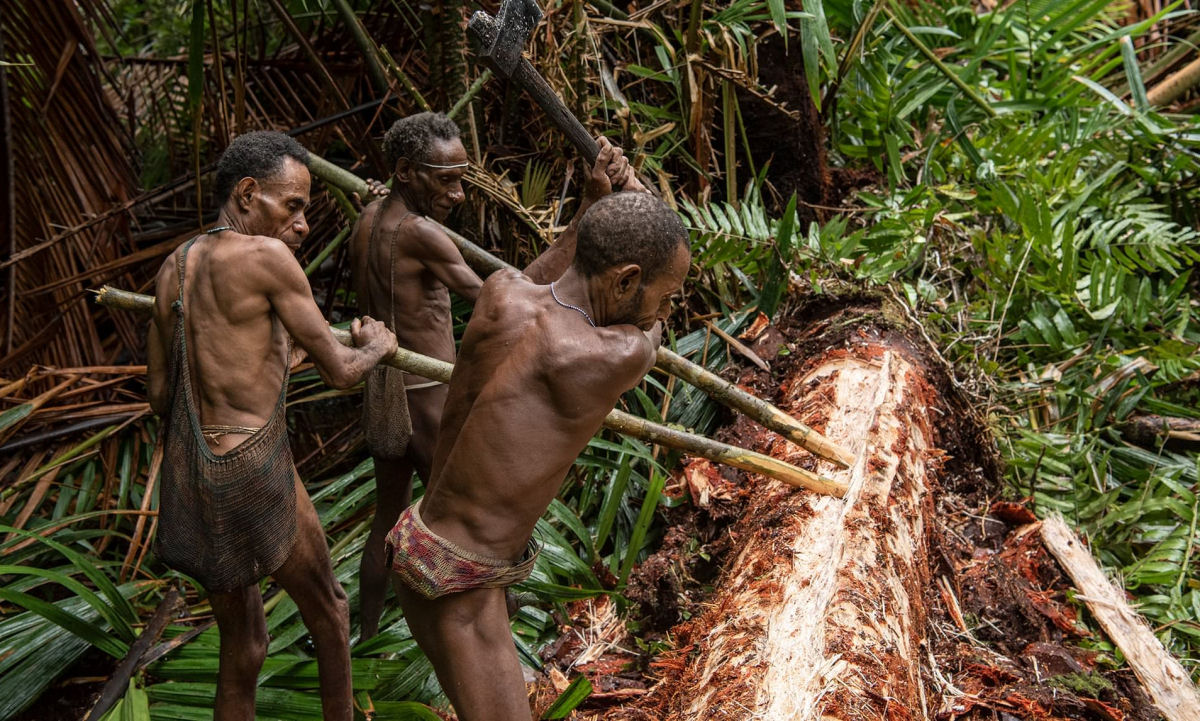 Os Korowais so realmente a ltima tribo canibal do mundo?