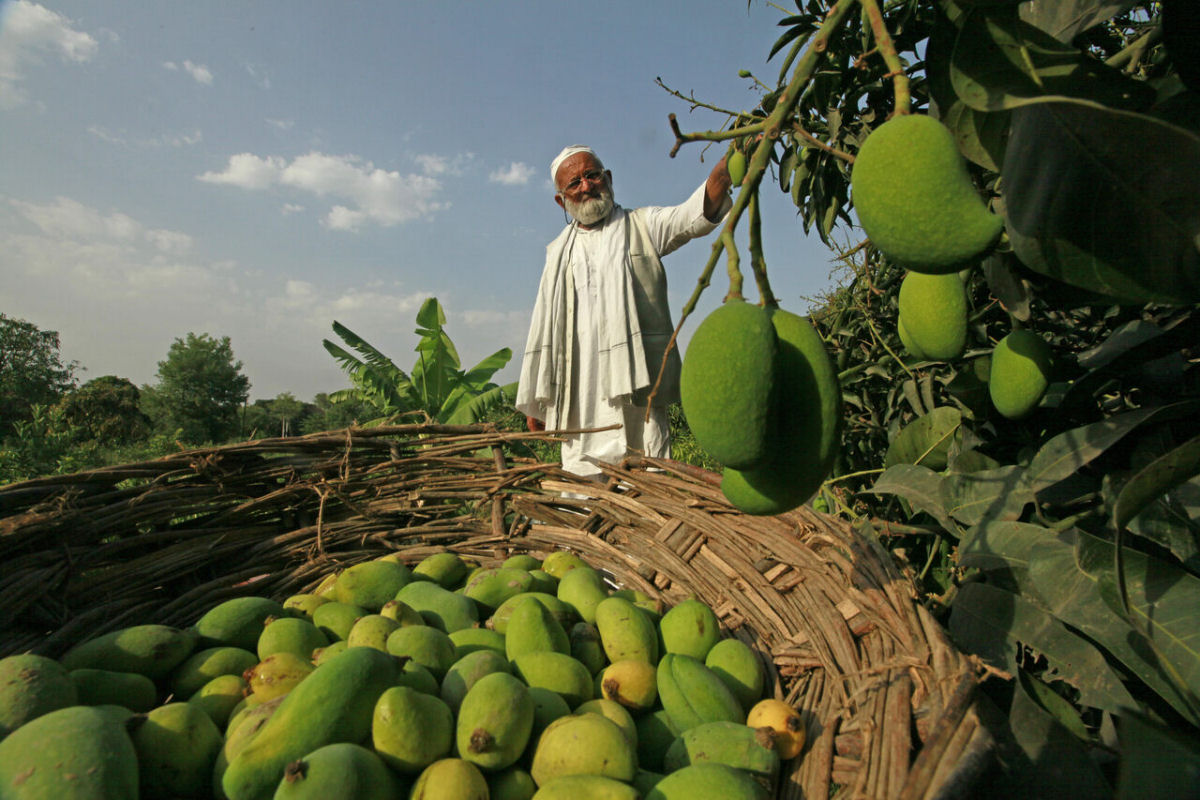 Homem-manga indiano supostamente enxertou mangueira que produz 300 variedades diferentes