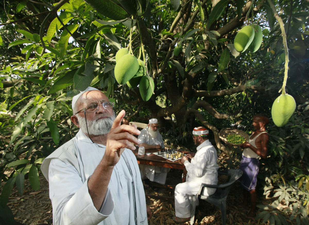 Homem-manga indiano supostamente enxertou mangueira que produz 300 variedades diferentes