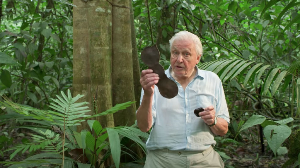 Sir David Attenborough dá uma lição sobre sementes