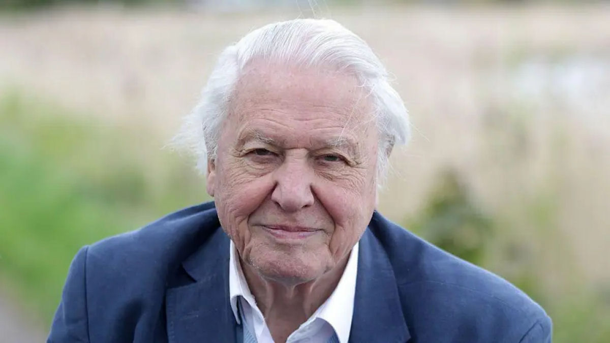 Seis horas dos 99 momentos mais icônicos de Sir David Attenborough