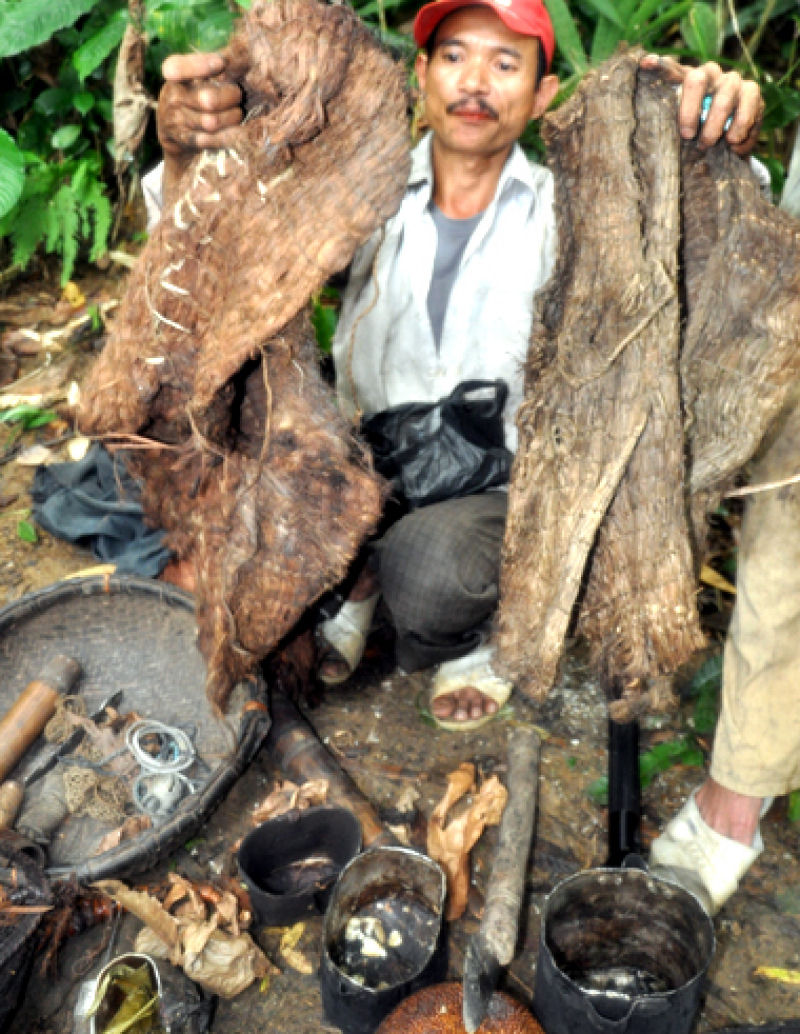 Encontram Tarzans da vida real vivendo nas profundezas da floresta no Vietn