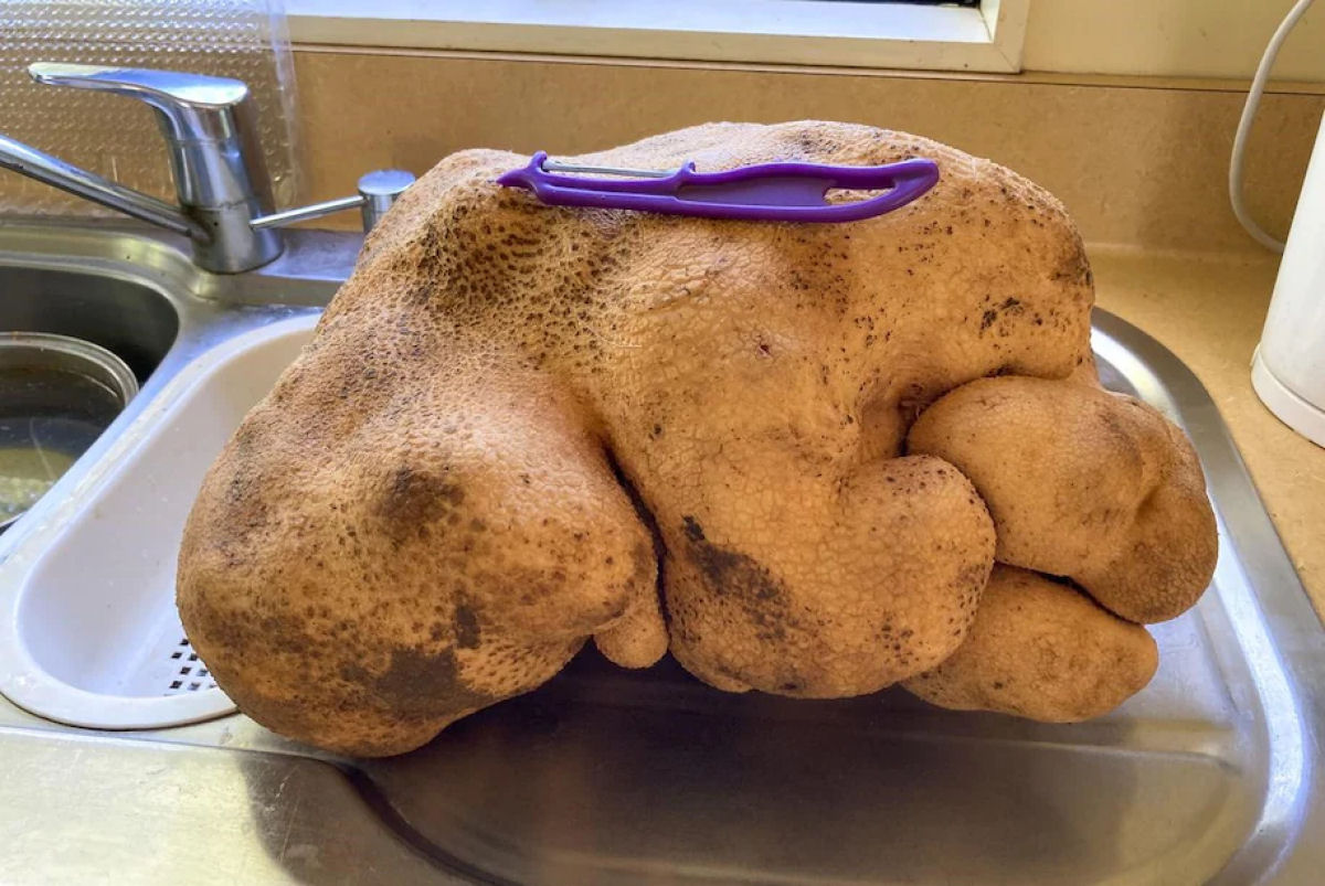A maior batata do mundo é tão ridiculamente grande que nem parece uma batata