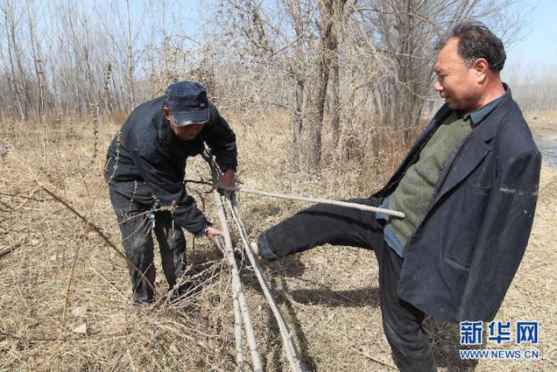 Eco-Heris da China: homem cego e amigo abrquio plantam 10.000 rvores em 10 anos 05