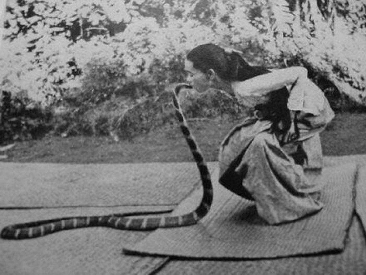 A inacreditável história da encantadora que beijava uma cobra-rei... 3 vezes