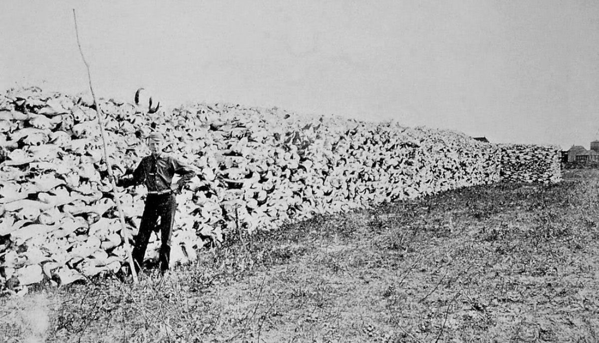 Quando o governo americano matava bisões para provocar a emigração dos índios