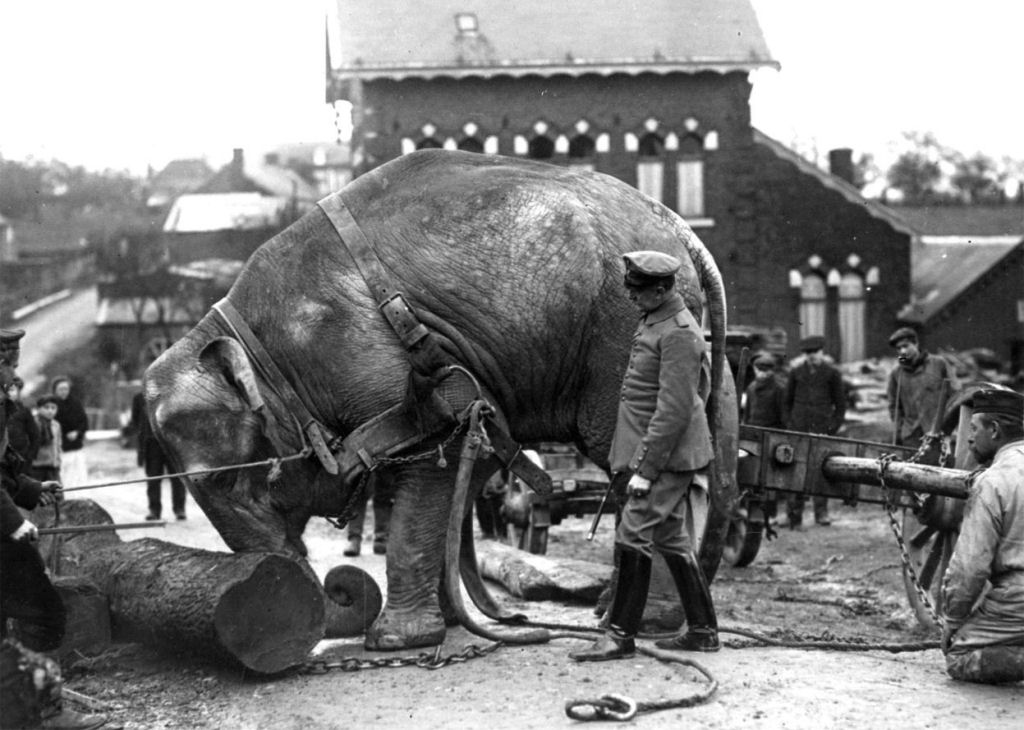 Os animais também lutaram na Primeira Guerra Mundial 13