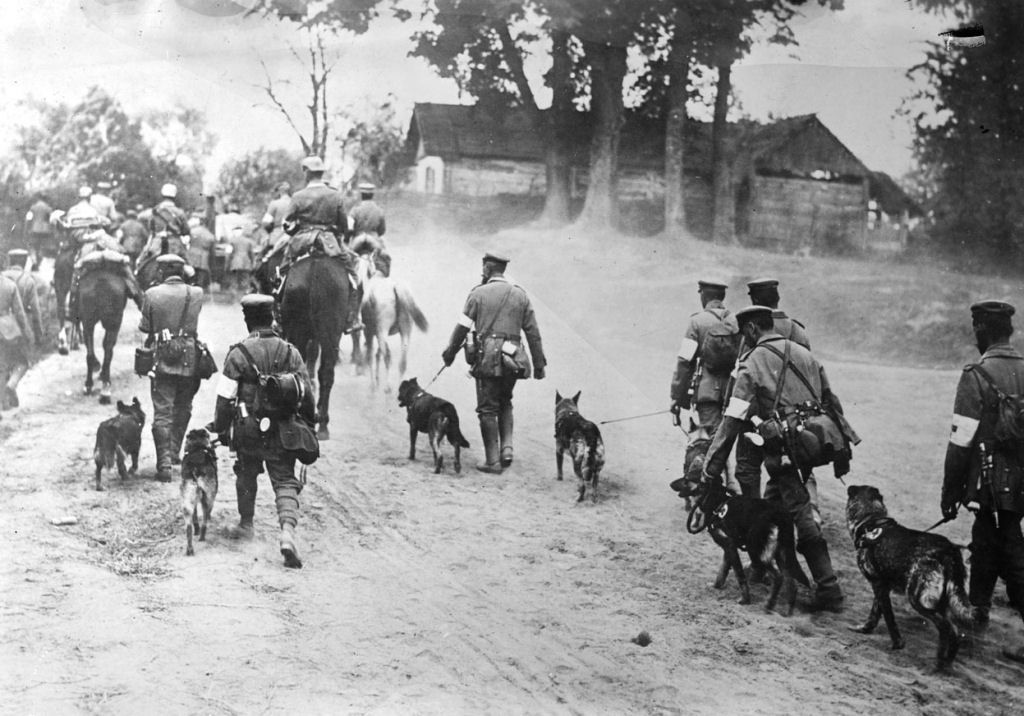 Os animais também lutaram na Primeira Guerra Mundial 26