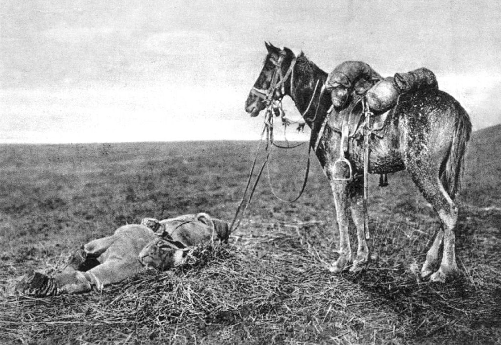 Os animais também lutaram na Primeira Guerra Mundial 27