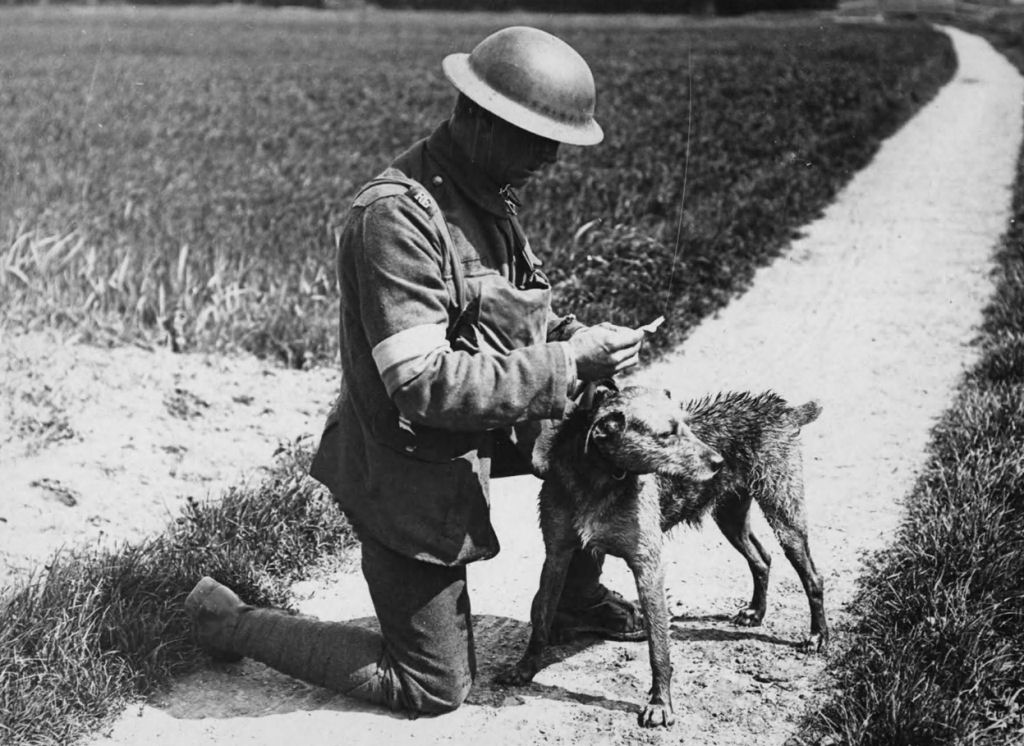Os animais também lutaram na Primeira Guerra Mundial 33