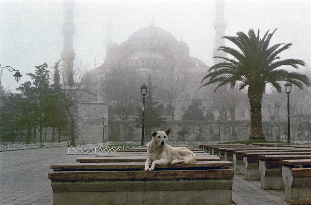 A história desgraçada do massacre de cães da Ilha de Sivriada, na Turquia