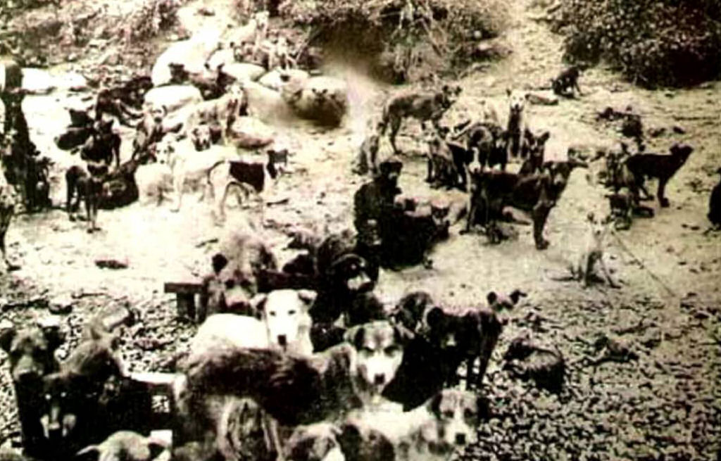 A história desgraçada do massacre de cães da Ilha de Sivriada, na Turquia