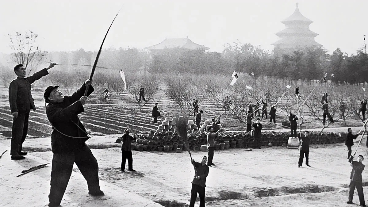 H 65 anos, a China realizou uma matana em massa de pardais, que acabou se tornando uma tragdia