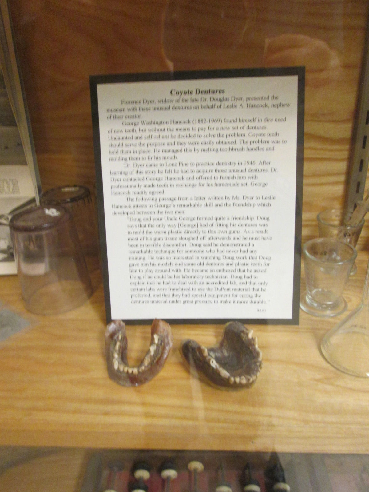 Nos anos 1900, um garimpeiro banguela sem remédio fez uma dentadura com dentes de coiote