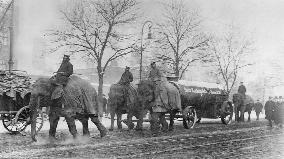 Quando os elefantes foram usados para ajudar no esforço de guerra 02