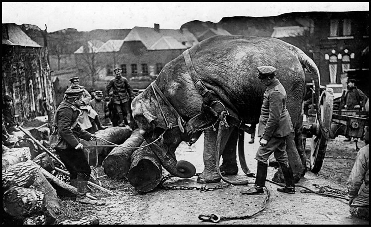 Quando os elefantes foram usados para ajudar no esforço de guerra 04