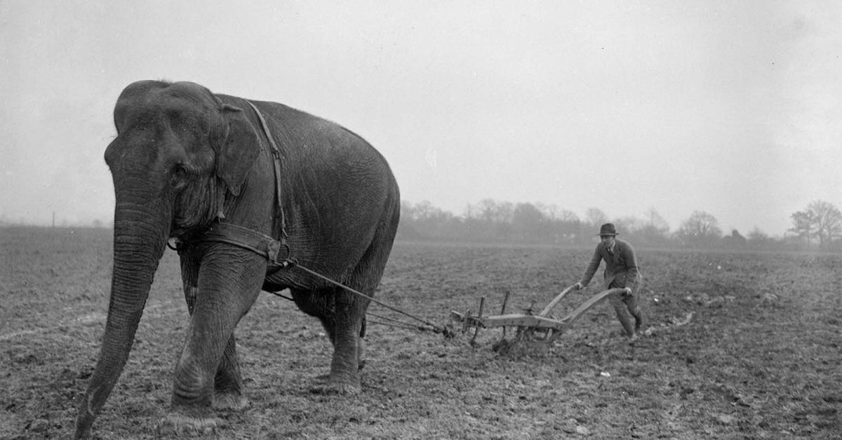 Quando os elefantes foram usados para ajudar no esforço de guerra 06