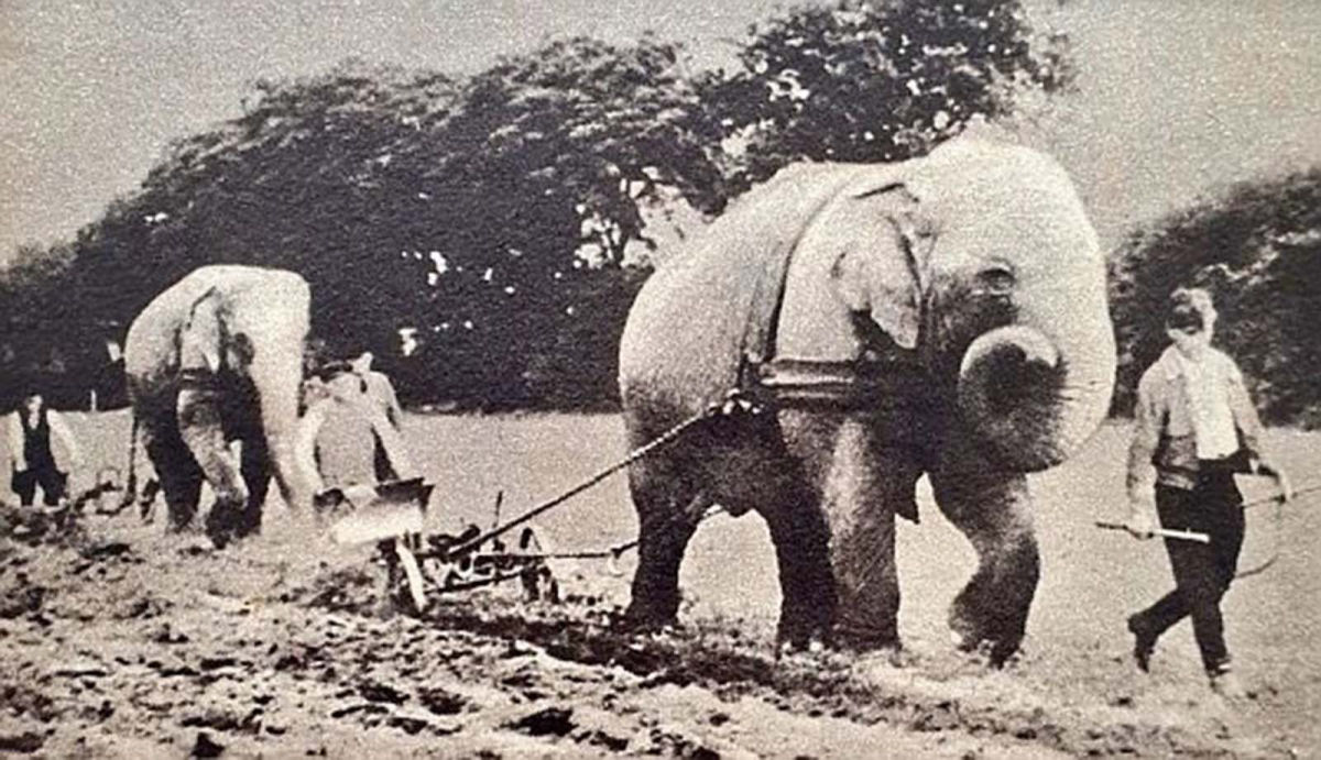 Quando os elefantes foram usados para ajudar no esforço de guerra 07