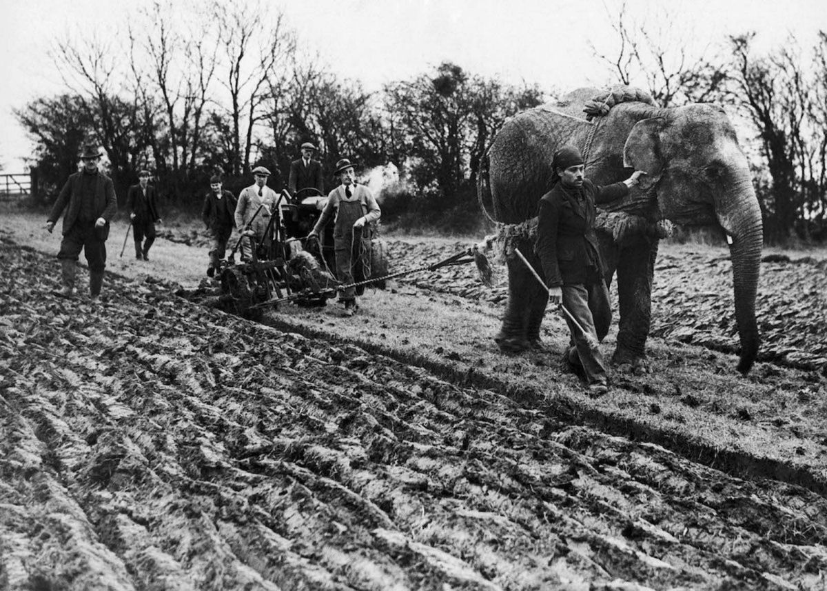 Quando os elefantes foram usados para ajudar no esforço de guerra 08