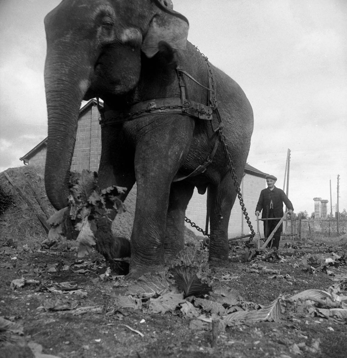 Quando os elefantes foram usados para ajudar no esforço de guerra 09