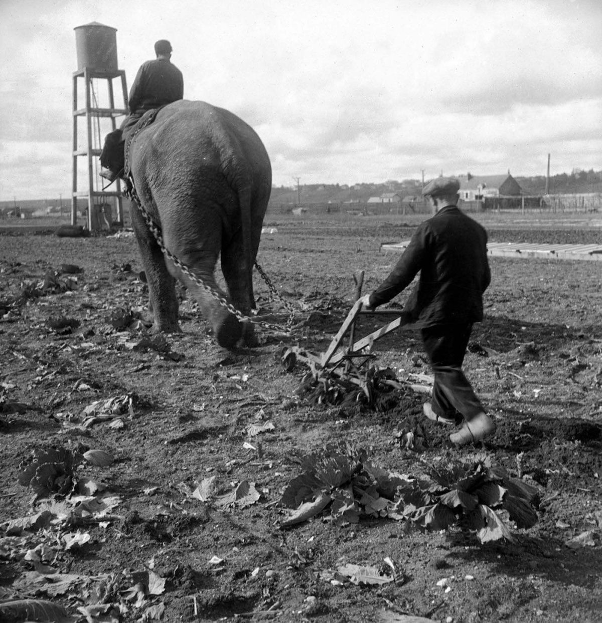 Quando os elefantes foram usados para ajudar no esforço de guerra 10