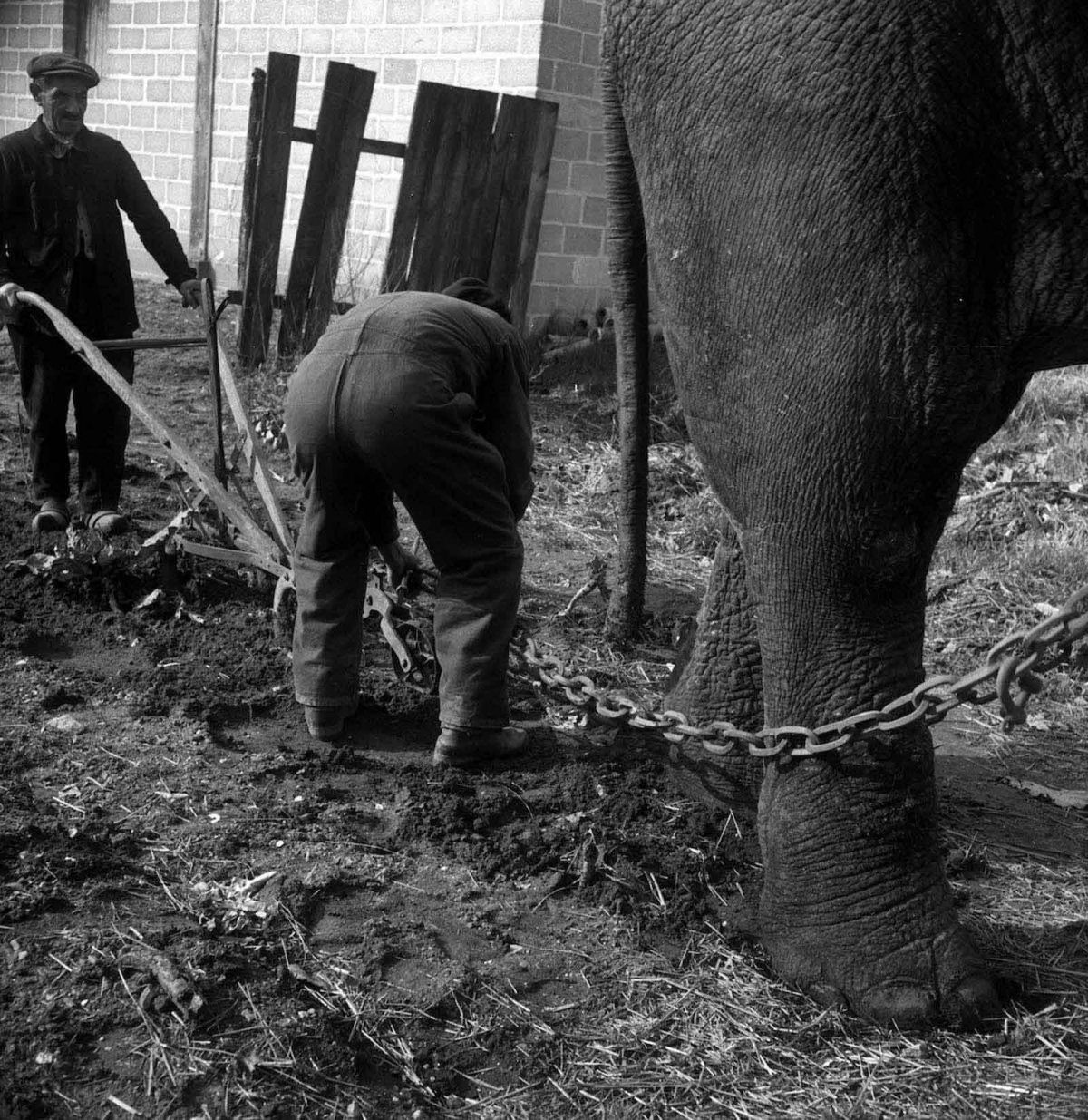 Quando os elefantes foram usados para ajudar no esforço de guerra 12