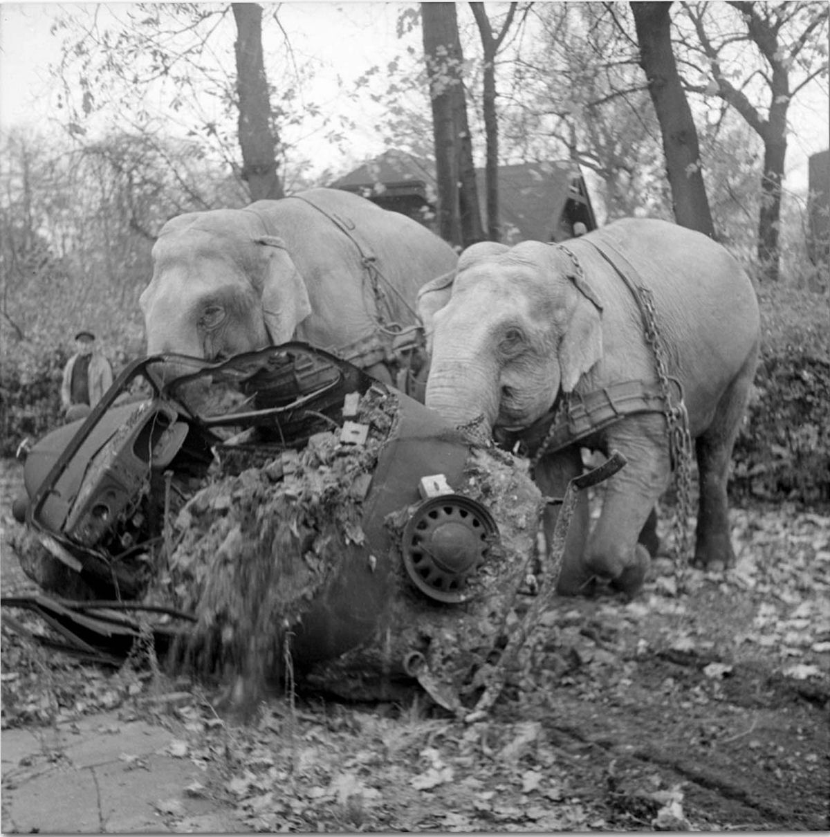 Quando os elefantes foram usados para ajudar no esforço de guerra 14