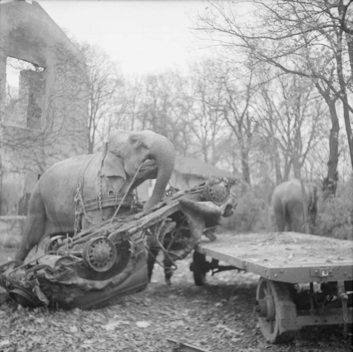 Quando os elefantes foram usados para ajudar no esforço de guerra 15
