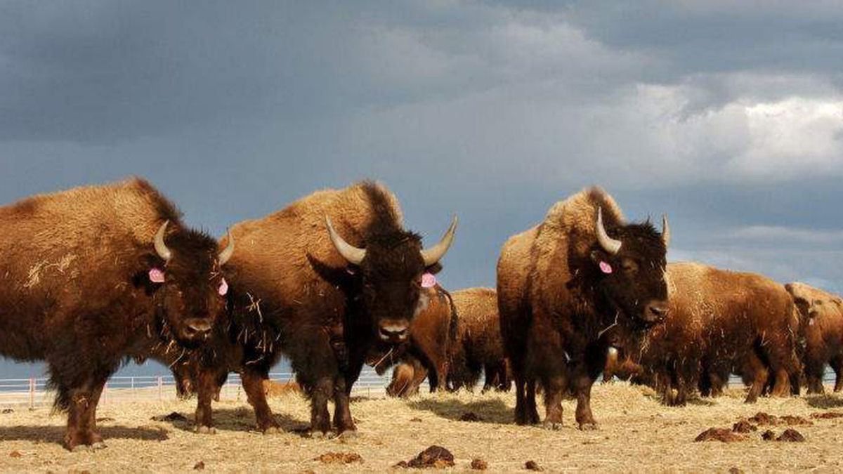 Por que o Exército dos EUA tentou exterminar o bisão?