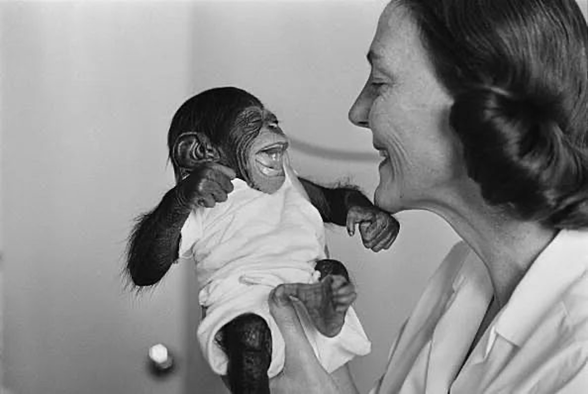 Nos anos 30, psiclogos criaram simultaneamente um chimpanz e um beb exatamente da mesma maneira para ver o que aconteceria