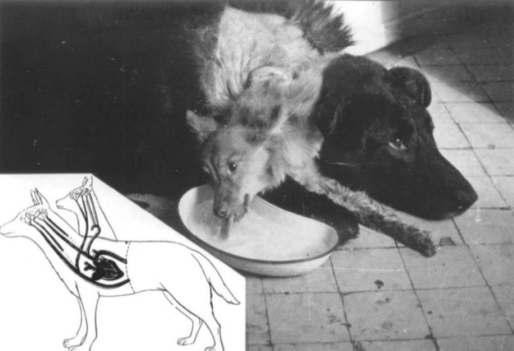 Os bizarros experimentos de cães de duas cabeças feitos por um cientista russo