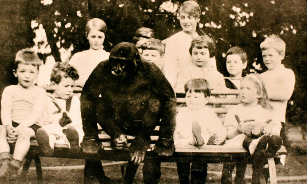 O gorila quase humano que bebia ch e que frequentou a escola