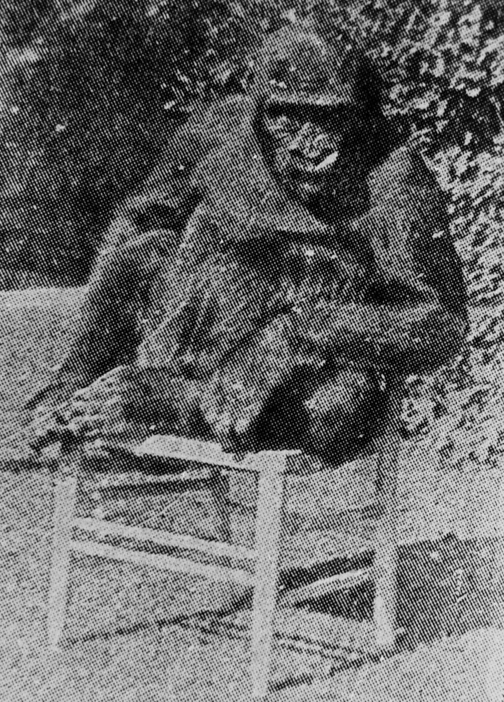 O gorila quase humano que bebia ch e que frequentou a escola