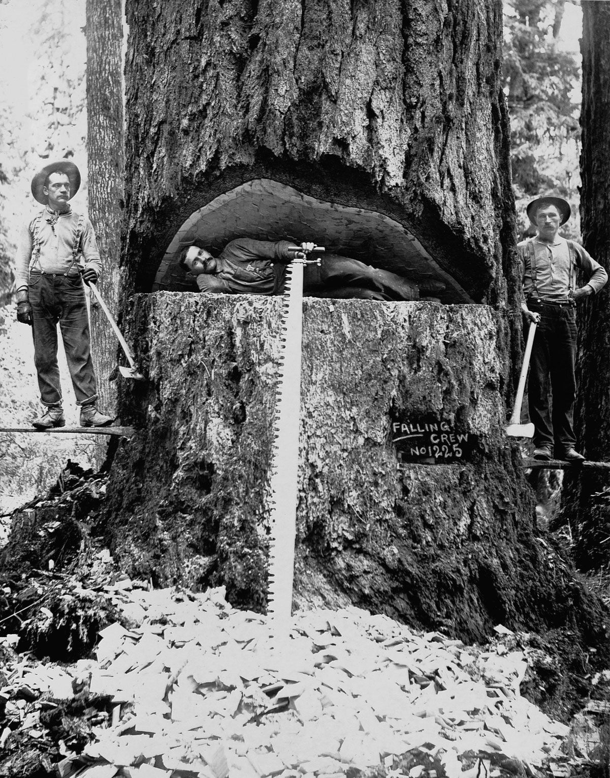 Os lenhadores da velha escola que derrubavam rvores gigantes com machados 15