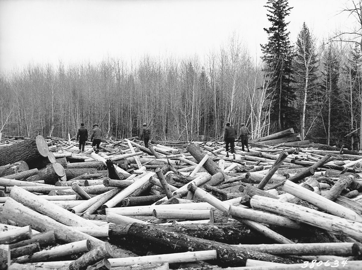 Os lenhadores da velha escola que derrubavam rvores gigantes com machados 12