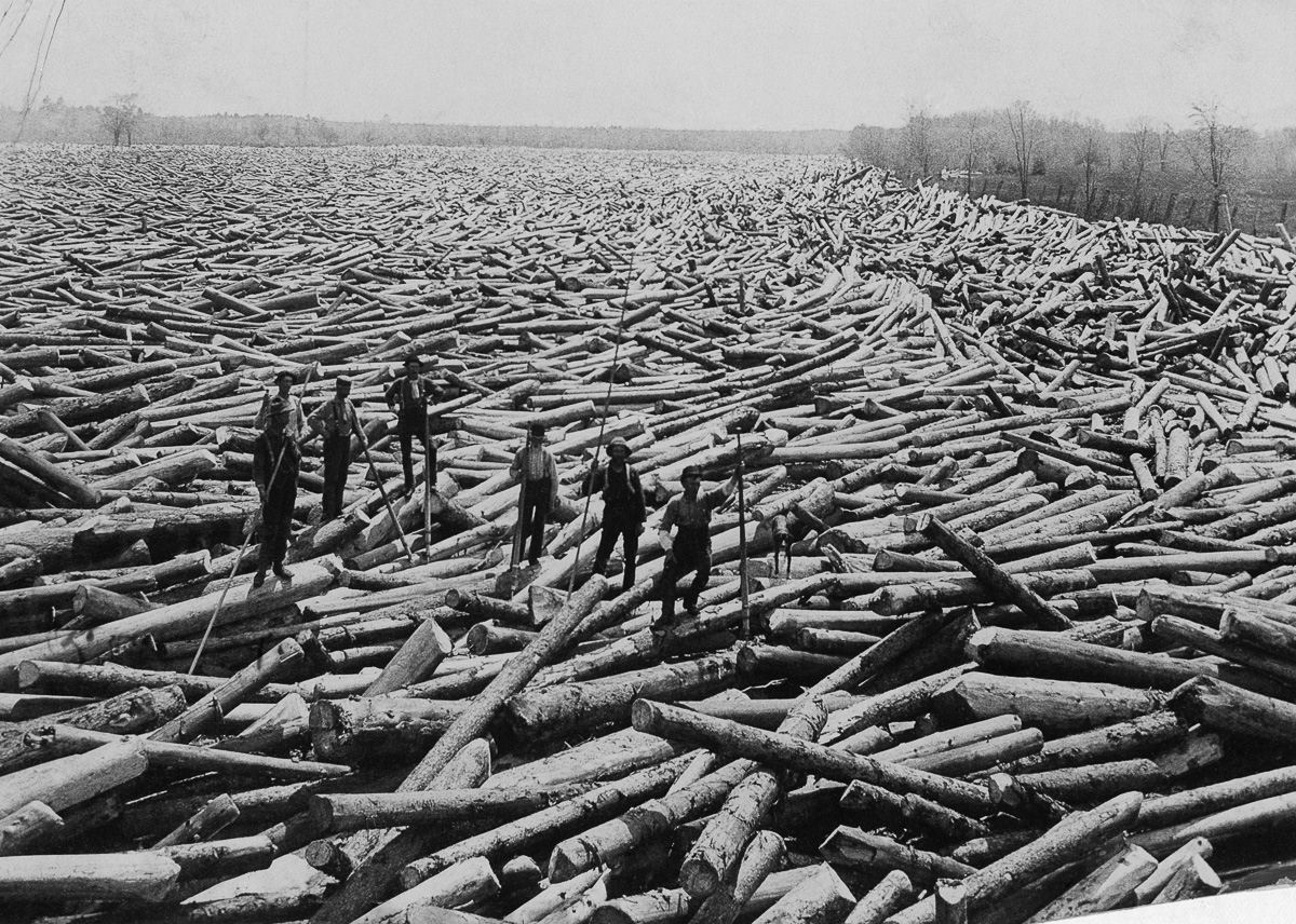Os lenhadores da velha escola que derrubavam rvores gigantes com machados 13