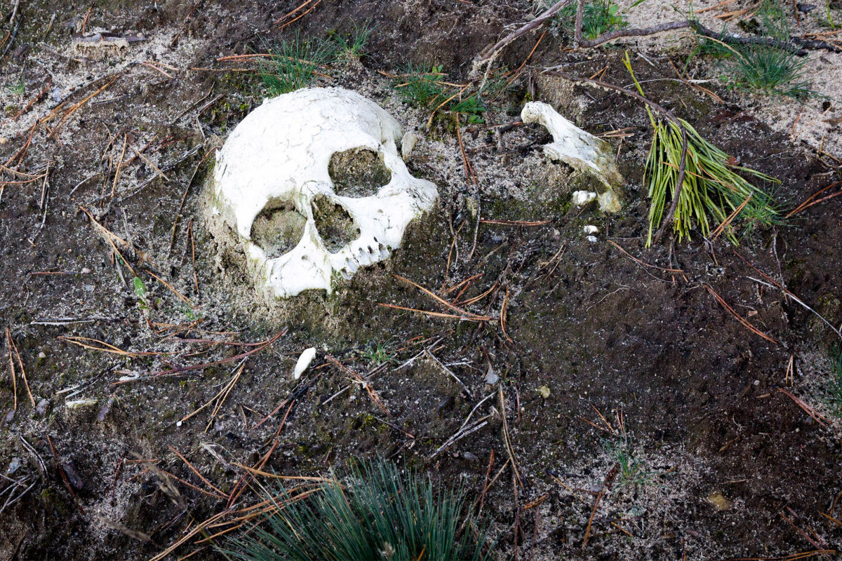 Esta ilha escondia um terrível segredo: encontram centenas de esqueletos do maior massacre ocorrido na Austrália