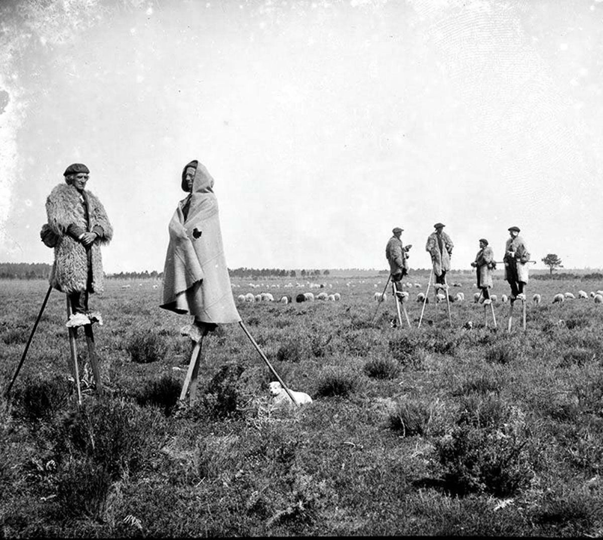 Os pastores que usavam pernas de pau para andar nas pastagens da Frana no incio do Sculo XX 08