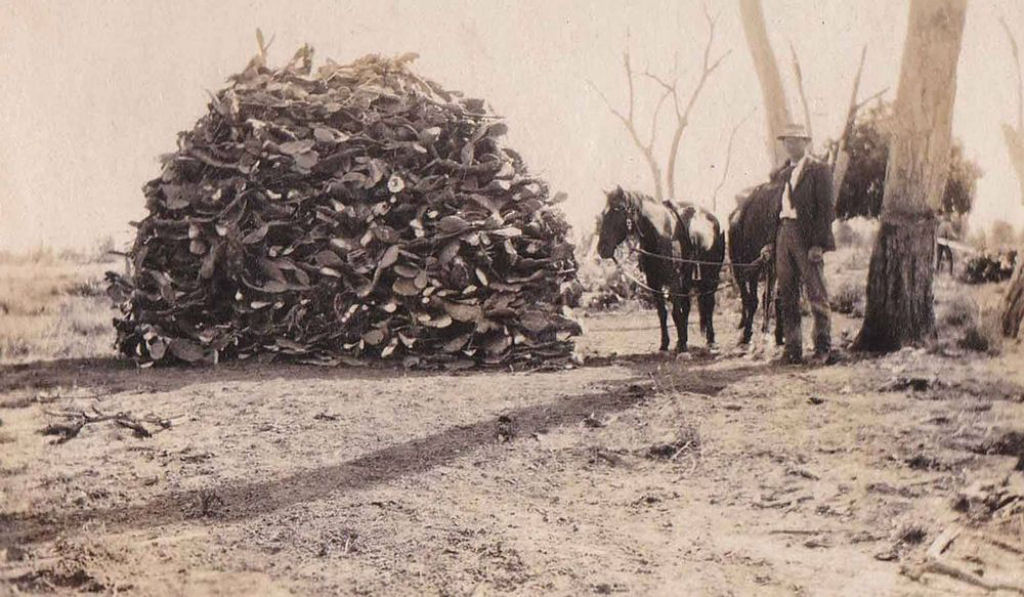 Como a Austrlia lutou contra a infestao de pera-espinhosa