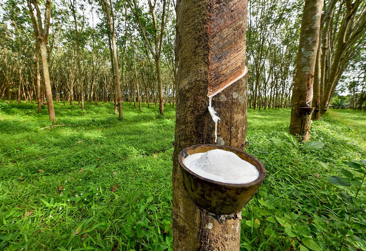 O roubo de sementes de seringueira que mudou o curso da hist�ria brasileira