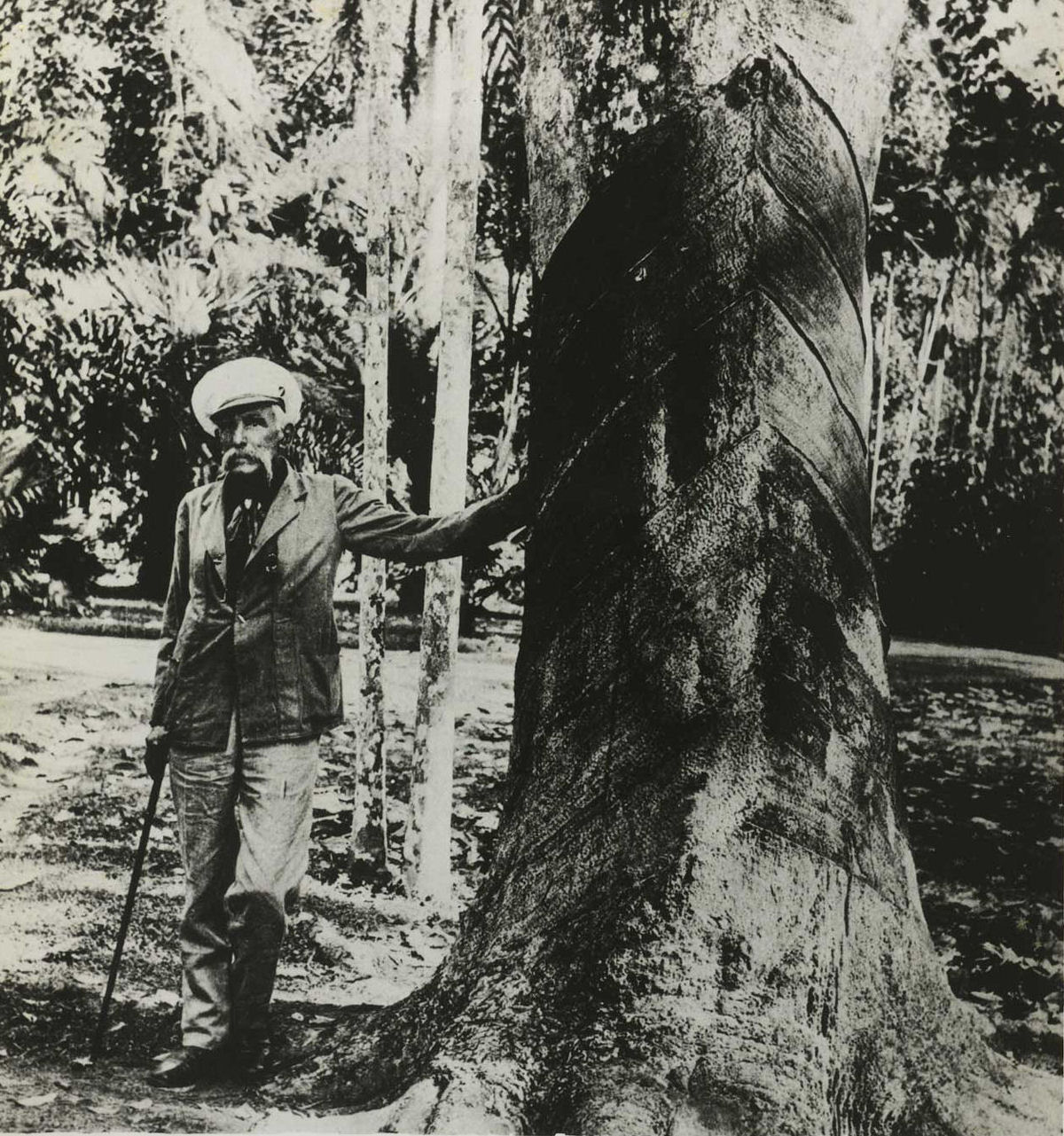 O roubo de sementes de seringueira que mudou o curso da hist�ria brasileira